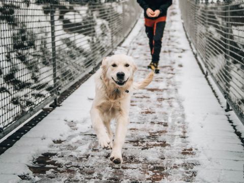 Ein glücklicher Golden Retriever läuft über eine schneebedeckte Hängebrücke. Hinter dem Hund läuft eine Person, dick eingepackt gegen die Kälte. Schnee bedeckt die umgebende Landschaft und schafft eine ruhige Winterlandschaft.