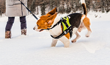 Ein Beagle mit grünem Geschirr spielt an der Leine im Schnee. Die Person, die die Leine hält, ist teilweise sichtbar. Sie trägt Winterkleidung und steht in einer verschneiten Landschaft mit Bäumen im Hintergrund.