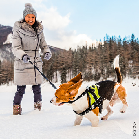 Eine Person in grauem Wintermantel und Mütze führt einen Beagle durch eine verschneite Landschaft. Der Hund, der ein schwarz-grünes Geschirr trägt, springt verspielt im Schnee herum. Im Hintergrund sind ein Wald und Berge zu sehen.